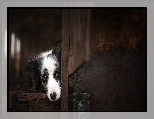 Szopa, Border collie, Pyszczek